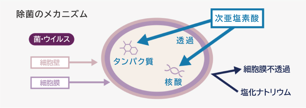 除菌のメカニズム